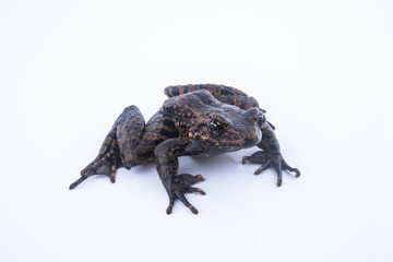 Odorrana andersonii : frog on white background.