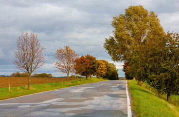 rural road in the autumn with yellow trees