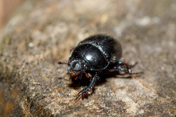 dor beetle at pine forest, macro