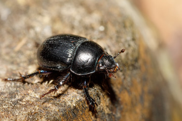 dor beetle at pine forest, macro