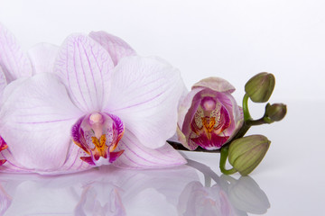 Naklejka na ściany i meble Orchid flowers with reflection on a white background.
