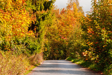 rural road in the autumn with yellow trees