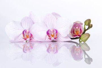 Orchid flowers with reflection on a white background.