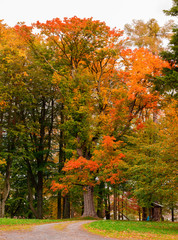 Naklejka premium Autumn in park with yellow and orange leaves