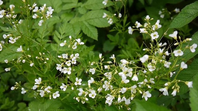 Cardamine parviflora small-core white flower in the field.