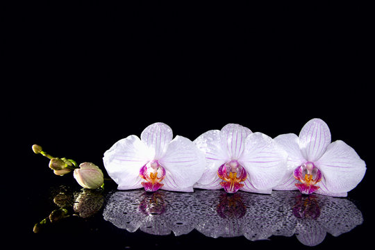 Fototapeta Orchid flowers with water droops and reflection on a black background.