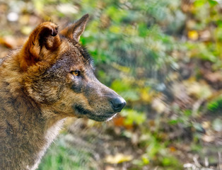Fototapeta premium Iberian wolf (Canis lupus signatus)