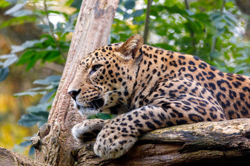 Sri Lanka Leopard, Panthera pardus kotiya