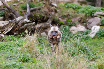 Striped hyena (Hyaena hyaena)