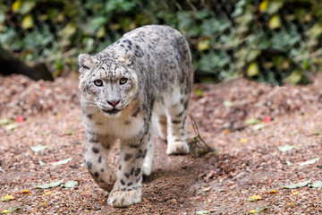 beautiful cat snow leopard, (Uncia uncia)