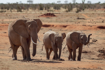 Fototapeta premium Elephant female and two smaller elephants walk in savanna.