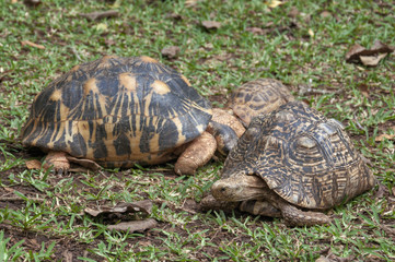 Turtle family on the grass.