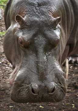 Portrait of big hippo.