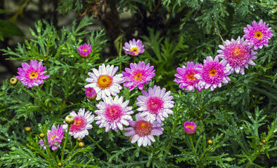 Rain Soaked Pink Daisies Against Wet Green Foiliage Background