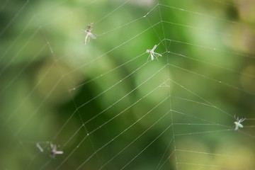Insects in the spider web on the green background. Selective focus