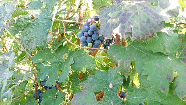 Ripe red grapes on vineyard outdoor at sunny day