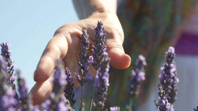 Una mano accarezza i fiori di lavanda a Valensole in Provenza