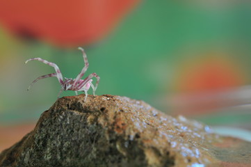 Close-up of Pink Spider on Stone, Macro Theme