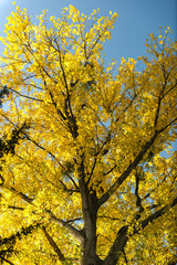 Goldgelbe Blätterpracht am Baum