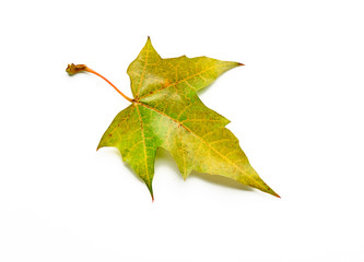 Autumn leaf isolated with clipping path. Maple Leaf