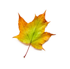 Autumn leaf isolated with clipping path.