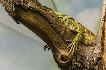 Amboina sail finned lizard lying on the branch - view of claws.