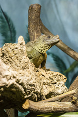 Amboina sail finned lizard looking at the branch.