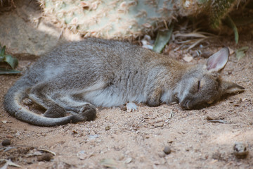 Small kangaroo is sleeping in the shade.