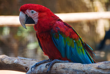 Portrait of colorful Ara parrot on the tree.