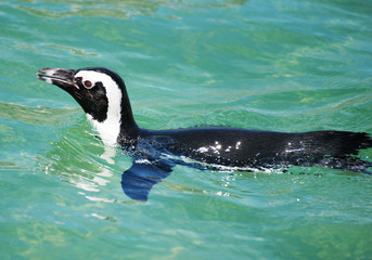 African penguin swimming in national park.