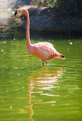 Pink flamingo in the pond. Phoenicopterus ruber.