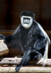 Portrait of Mantled guereza. Colobus guereza.