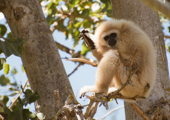 Lar gibbon on the tree. Hylobates lar.