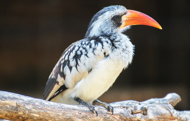 Portrait of Northern red-billed hornbill. Tockus erythrorhynchus.