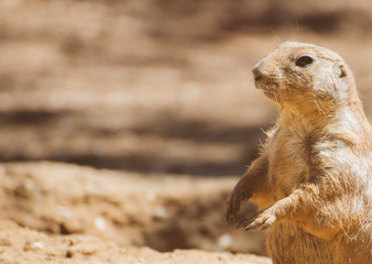 Portrait of Prairie dog.. Genus Cynomys. Place for text.