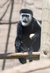 Portrait of Mantled guereza. Colobus guereza.