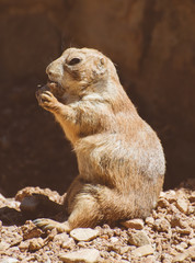 Portrait of Prairie dog.. Genus Cynomys.