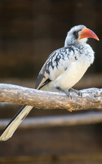 Portrait of Northern red-billed hornbill. Tockus erythrorhynchus.