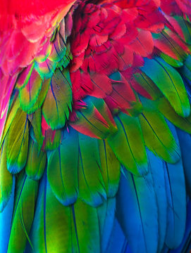 Feathers of colorful Ara parrot.
