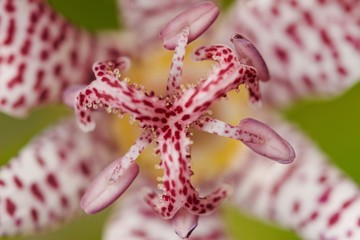Tricyrtis