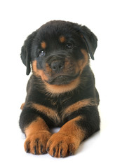 Obraz premium puppy rottweiler in studio