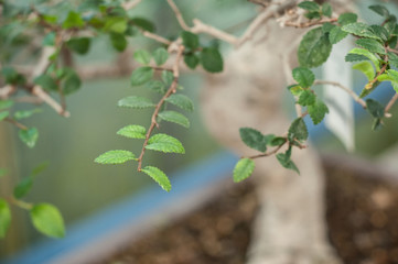 détail orme bonsaï