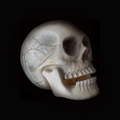 Obraz premium Side of human skull on black background