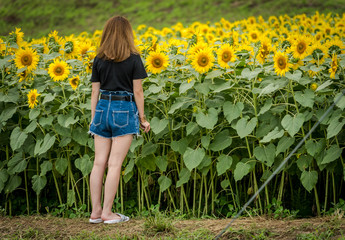 Planta&ccedil;&atilde;o de girassol.