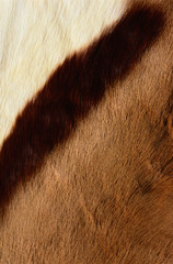 cow skin fragment