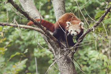 Panda roux