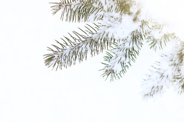 winter background/ spruce branches in the snow on a light background