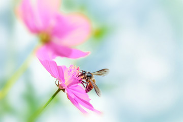 Pink cosmos flower and Bee with soft blurred background