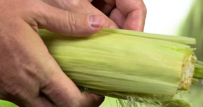 Corncob of the New Harvest