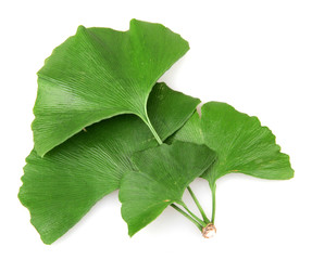 Ginkgo biloba on white background